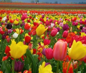 Tulipanów, Plantacja