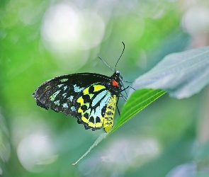 Liść, Ornithoptera euphorion, Kolorowy, Motyl