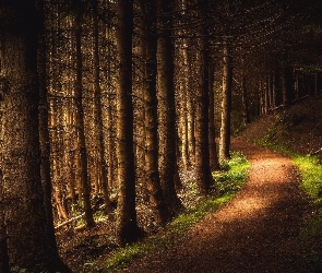 Ścieżka, Drzewa, Hrabstwo Perthshire, Szkocja, Dolina Cloan Glen, Las