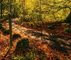 Las, Jesień, Kamienie, Liście, Drzewa, Omszałe, Droga