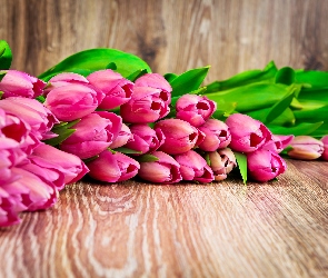 Różowe, Deski, Tulipany