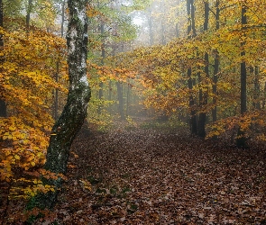 Niemcy, Nadrenia-Palatynat, Las, Jesień, Droga, Masyw Donnersberg