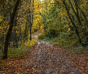 Jesień, Liście, Ścieżka, Drzewa