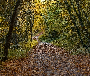 Liście, Ścieżka, Jesień, Drzewa