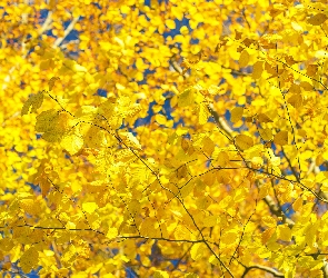 Jesień, Rozmyte tło, Żółte, Liście, Drzewo