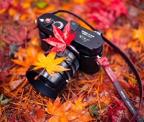 Liście, Jesień, Łąka, Klonu, Aparat fotograficzny Leica