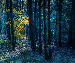 Drzewa, Klon, Liście, Żółte, Las