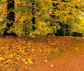 Jesień, Liście, Drzewa, Droga, Park