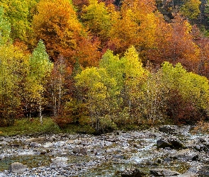 Kamienie, Drzewa, Jesień, Rzeka