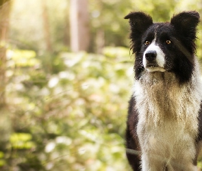 Czarno-biały, Border collie, Pies