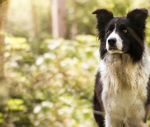 Pies, Border collie, Czarno-biały