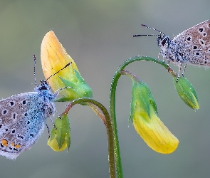 Motyle, Kwiaty, Żółte, Modraszki ikary, Dwa