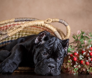 Pies, Koszyk, Szczeniak, Cane Corso, Czarny