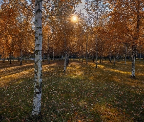 Drzewa, Promienie słońca, Brzozy, Park, Jesień