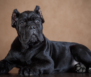 Czarny, Cane Corso, Szczeniak, Pies