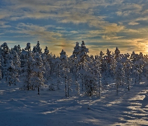 Wschód słońca, Drzewa, Ośnieżone, Zima