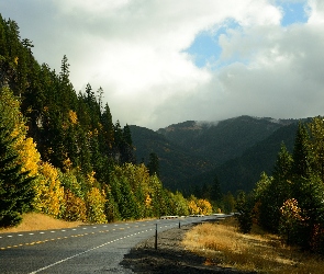 Góry Kaskadowe, Drzewa, Stan Oregon, Jesień, Las, Stany Zjednoczone, Droga