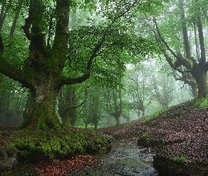 Strumyk, Drzewa, Kraj Basków, Mgła, Las, Hiszpania, Park Narodowy Gorbea