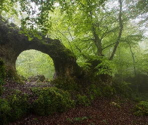 Łuk, Naturalny, Mgła, Las, Omszała, Skała