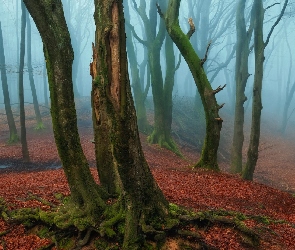 Las, Korzenie, Drzewa, Omszałe, Mgła