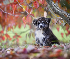Akita inu, Jesień, Liście, Drzewo, Szczeniaczek