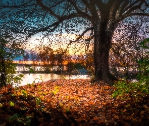 Miasto Tampere, Finlandia, Liście, Jezioro Pyhäjärvi, Jesień, Drzewa, Park Southern Park