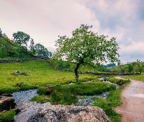 Hrabstwo North Yorkshire, Rzeka, Anglia, Droga, Łąka, Park Narodowy Yorkshire Dales, Wzgórza, Drzewa