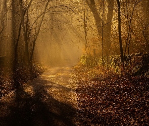 Mgła, Drzewa, Hrabstwo Derbyshire, Przebijające światło, Droga, Anglia, Park Narodowy Peak District