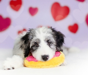 Zabawka, Border collie, Pies, Szczeniak