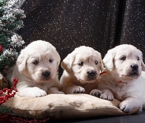 Szczeniaki, Poduszka, Choinka, Golden retriever, Trzy