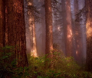 Las, Stan Kalifornia, Stany Zjednoczone, Sekwoje, Mgła, Drzewa, Paprocie, Park Narodowy Redwood