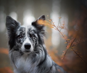 Border collie, Rośliny, Pies