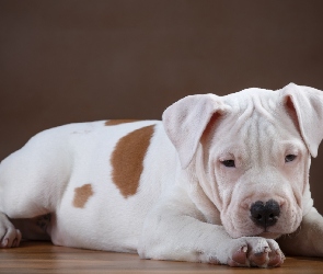 Pies, Pit bull terrier, Szczeniak