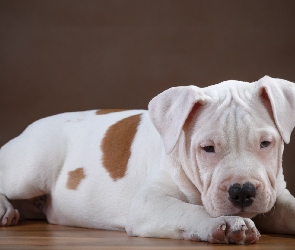 Szczeniak, Pit bull terrier, Pies