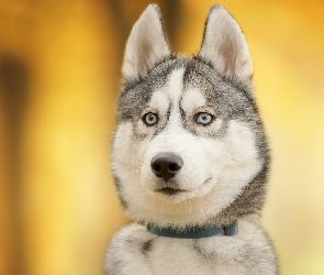 Siberian husky, Mordka, Pies