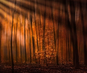 Jesień, Drzewa, Przebijające światło, Smukłe, Las