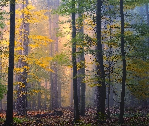 Las, Drzewa, Mgła