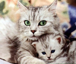 Kocia, Mama