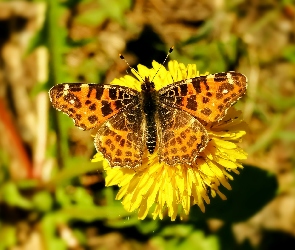 Motyl, Kwiat, Rusałka kratkowiec