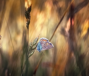 Modraszek ikar, Motyl, Źdźbła, Trawa