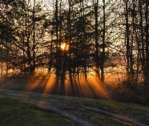 Stan Maryland, Stany Zjednoczone, Przebijające światło, Park Bacon Ridge, Las, Droga, Miasto Annapolis