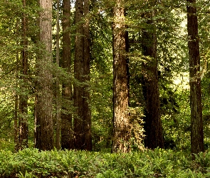 Stany Zjednoczone, Stan Kalifornia, Paprocie, Drzewa, Las, Park Narodowy Redwood