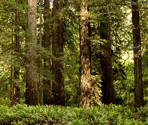 Paprocie, Las, Stan Kalifornia, Stany Zjednoczone, Park Narodowy Redwood, Drzewa