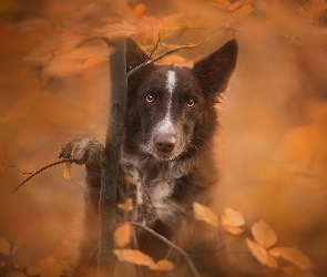 Rozmyte, Liście, Border collie, Tło, Drzewko, Pies, Mordka