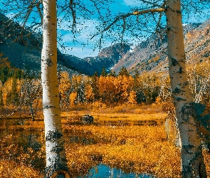 Jesień, Brzozy, Drzewa, Góry