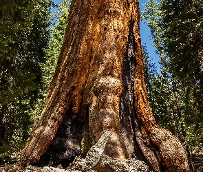 Sekwoja, Drzewa, Stan Kalifornia, Stany Zjednoczone, Park Narodowy Redwood, Las