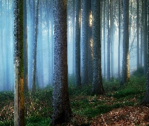 Las, Trawa, Drzewa, Mgła