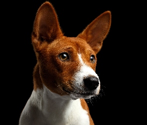 Basenji, Mordka, Pies