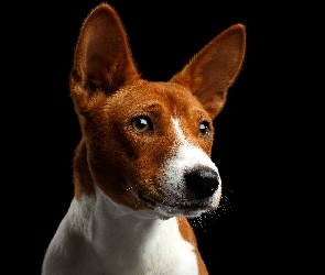 Pies, Mordka, Basenji