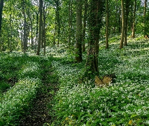 Hrabstwo Gloucestershire, Kwiaty, Anglia, Białe, Lato, Wzgórze Dovers Hill, Las, Czosnek niedźwiedzi